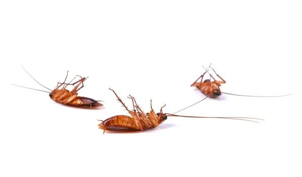 Гель от тараканов Диптрон
DIPTRÓN® Cockroach Gel "Гель от тараканов DI