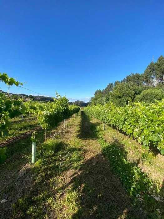 Terreno com 50000m2 com Vinha Mecanizada nova