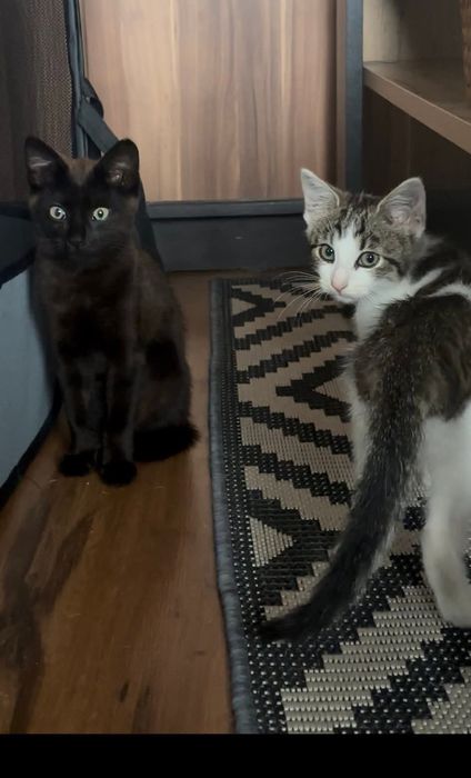 Kotki do adopcji