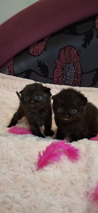 Кошенята Шотландські, котики, коти висловухі, породисті кошенята.