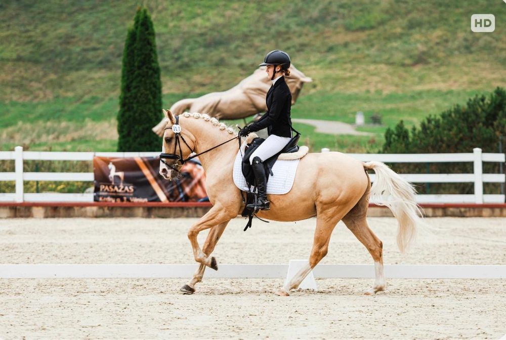 Dragon 5 letni walach