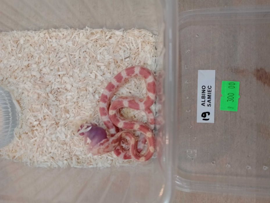 Wąż zbożowy nr 19. Albino, SAMIEC - sklep terrarystyczny ANIMALE