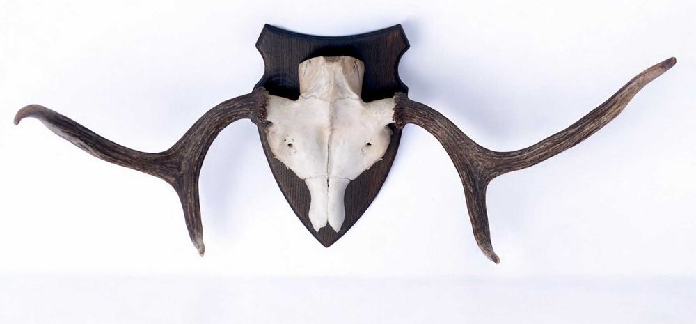 Poroże łosia łoś badylarz widłak 3kg rogi trofeum 42cm