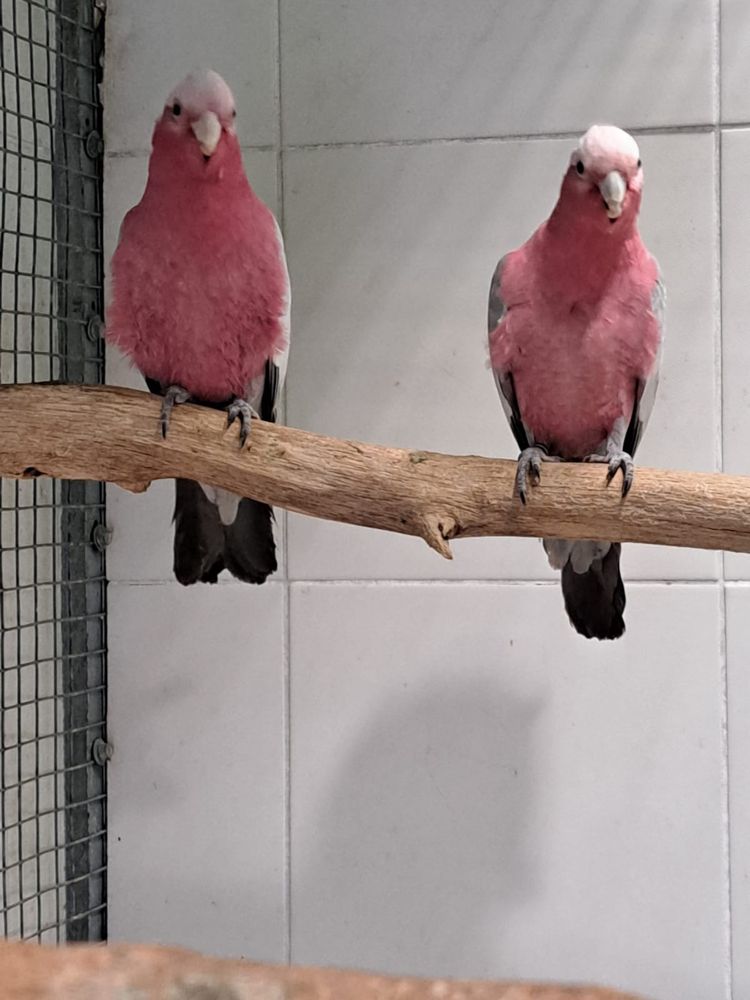 Cacatua Galah lutina machos e cinzentos.