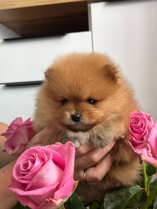 Руді шпіцики шукають дім