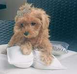 Maltipoo F1 cudna suczka z Rodowodem