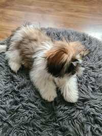 Shih tzu wielopokoleniowy pierwszy miot Tricolor Rodowod.