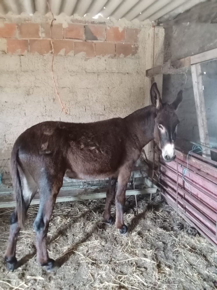 Burro para venda
