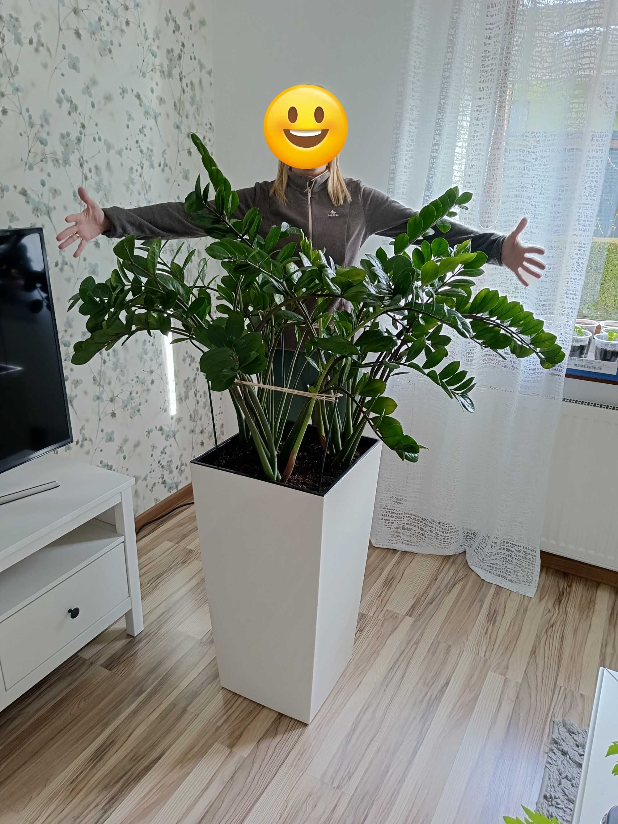 Kwiat Zamiokulkas duży