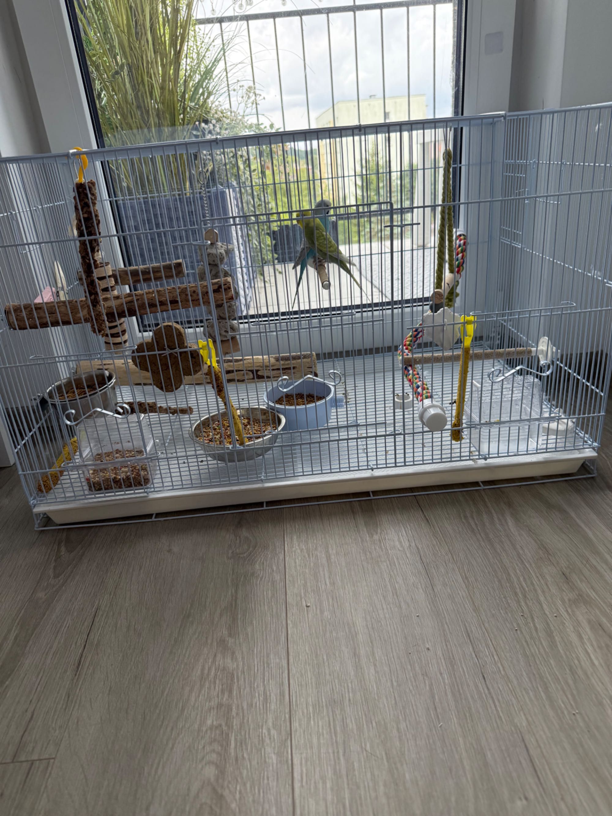 Papugi z placem zabaw 3 kg karmy i piasek gratis