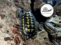 Armadillidium gestroi 10 szt isopody prosionki ekipa sprzątająca