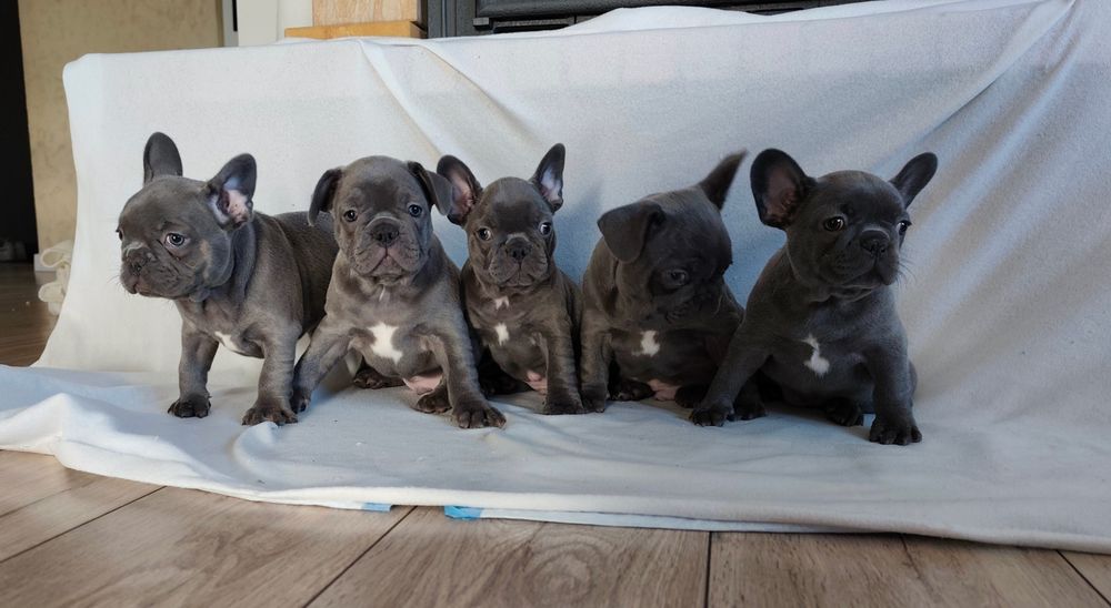 Buldog francuski blue