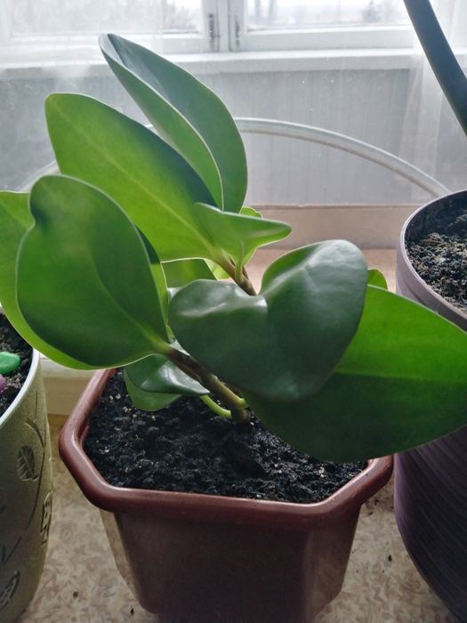 Паперомия цветок молодой