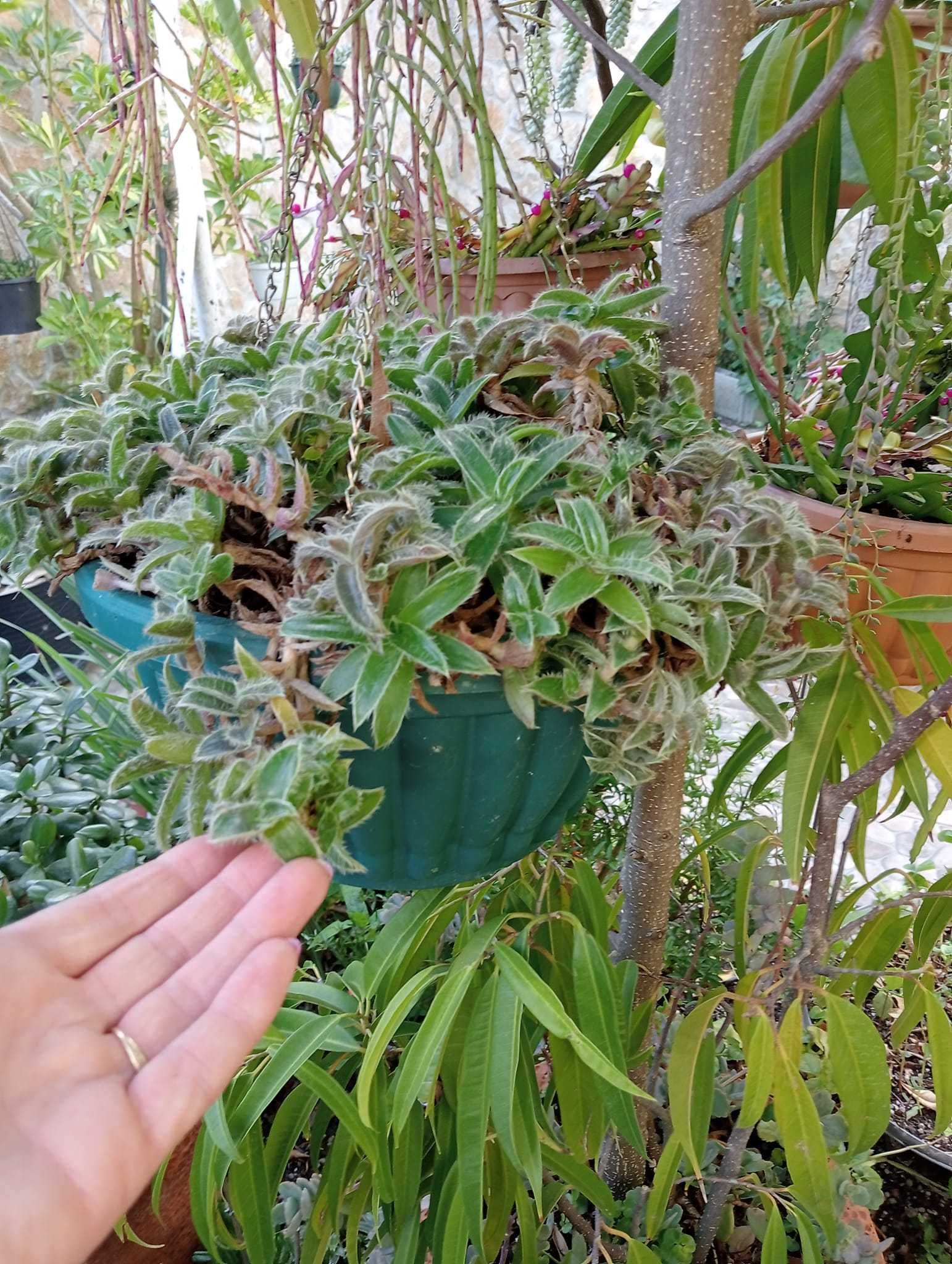 Planta natural para jardim peperomia Angulata