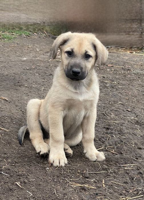 Отдам даром в добрые руки щенков метисы овчарки