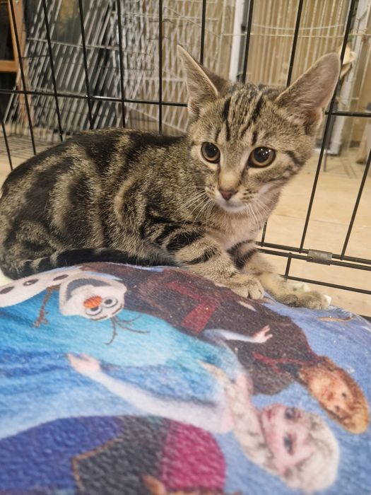 8msc kocurek szuka domku