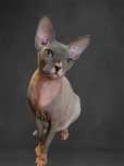 P/ Adopcja Sphynx Sfinks Czuły Kochany Kocurek niebiesko bialy. Śląsk