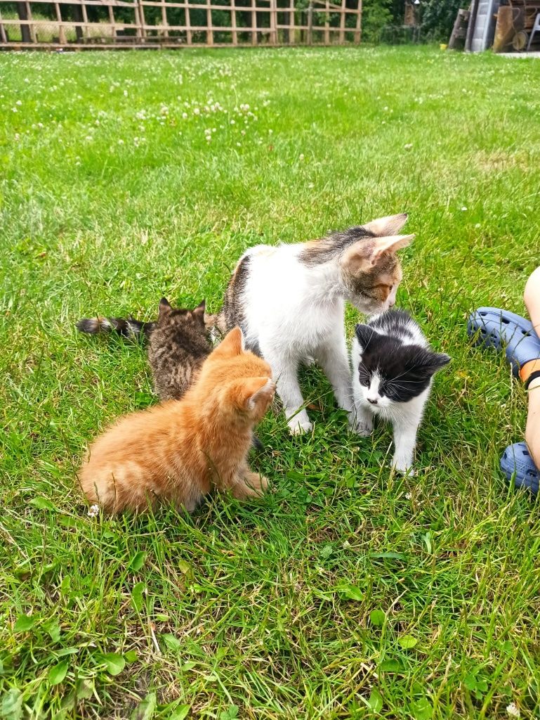 Kot kotek kotka do adopcji