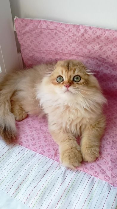 Висловухий котик золота шиншила Хайленд