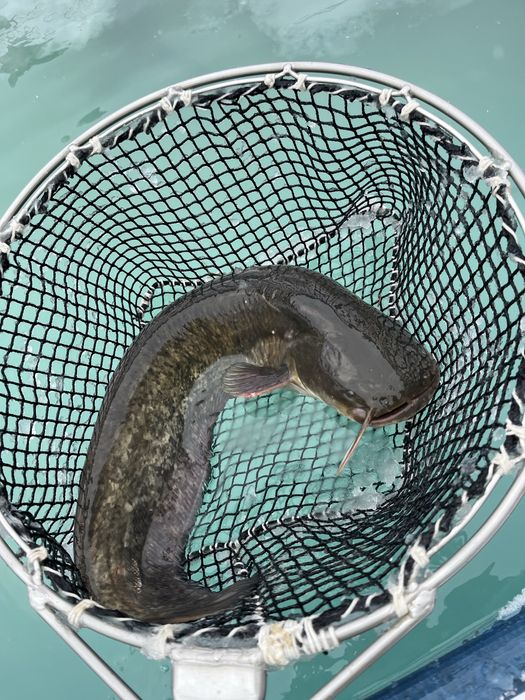 Szczupak, sum detal- hurt