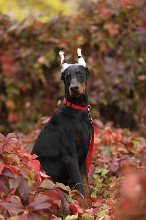 Доберман, дівчинка