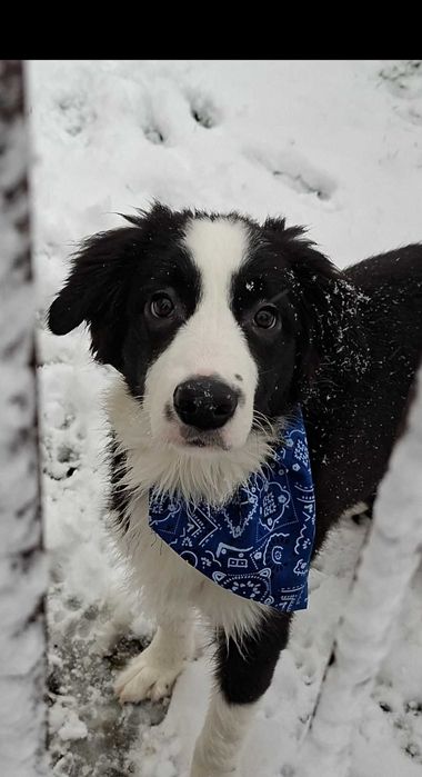 Border Collie piesek piękny szczeniak:-)