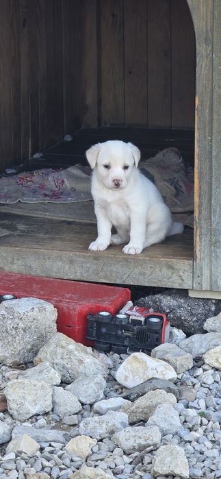 Ninhada para Adopção