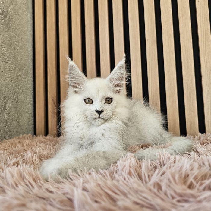 Kocurek  Maine coon rodowód fpl FIFe hodowlany do hodowli