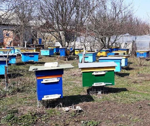 Продам пчел, на рамке дадан пчёлы пчелосемьи