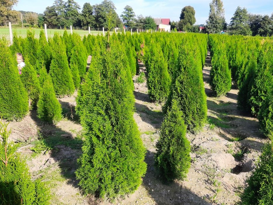 Thuja Smaragd 160,180,200,220 cm! Tuje! Sadzenie! Tuja Szmaragd!Dowóz!