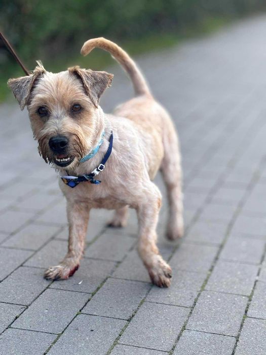 Bobi prawie york do adopcji