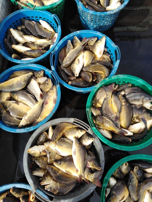 Karp królewski z własnej hodowli