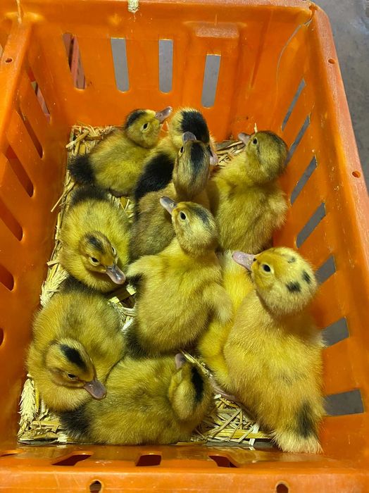 Kurczaki pisklęta nioski, brojlery, Leghorn, Greenshell, Sussex, Rosa