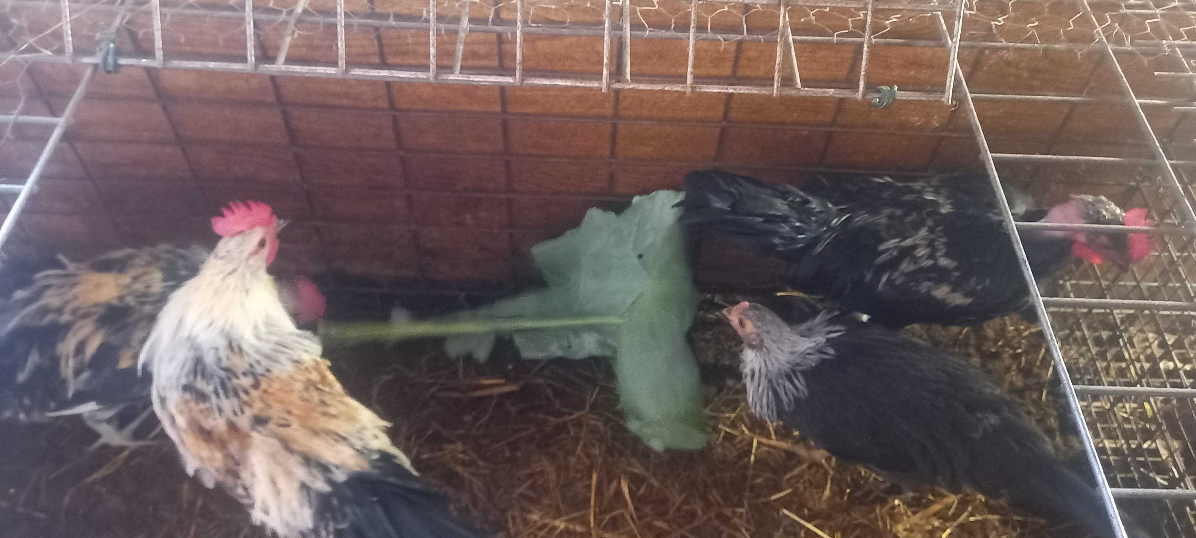 Garnisos de raça  pequena