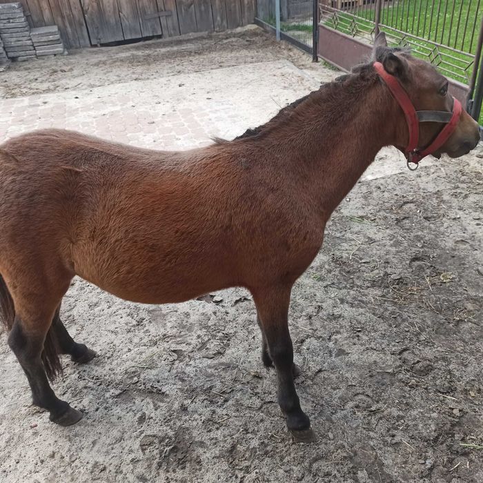 Kuc  5 miesięcy bardzo ładna Klaczka Paszport