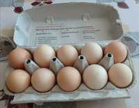 Duże wiejskie jaja jajka