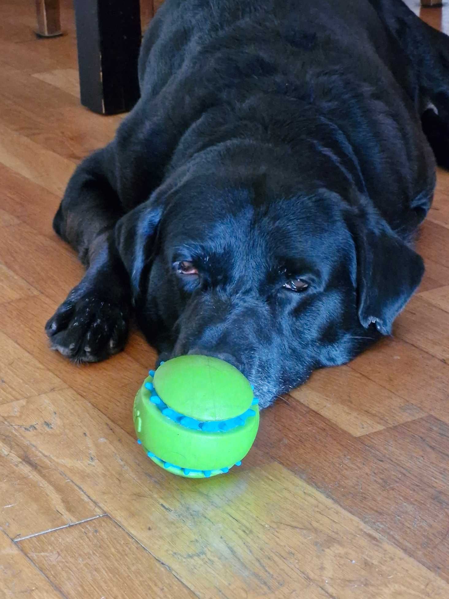 Pet Sitter Maria - a melhor companhia do seu cão ou gato