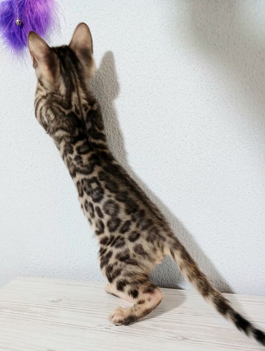 Бенгальські кошенята WCF