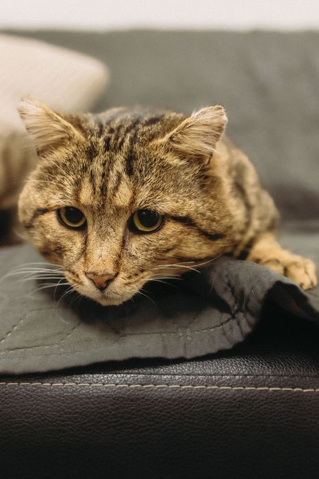 Котик Леончик шукає найкращу родину. Віддам котика в добрі руки