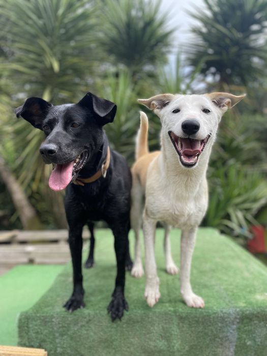 Cachorra Pronta para passeios e brincadeira