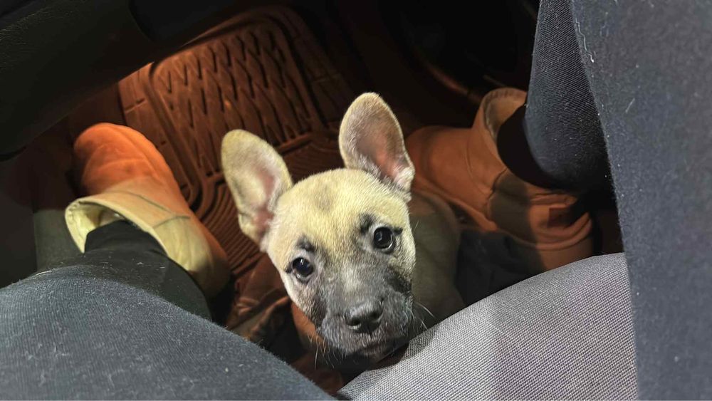 Szczenie po buldogu francuskim