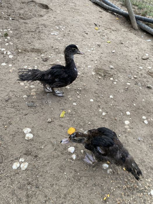 Patos mudos pequenos