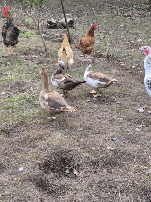 Kaczka, kaczor piżmowe