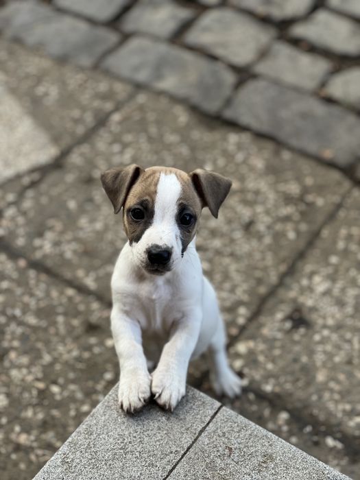 Хлопченя Джек Рассел терьера