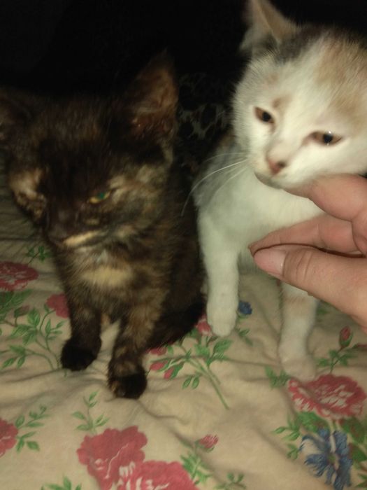 Кошенята шукають дім.