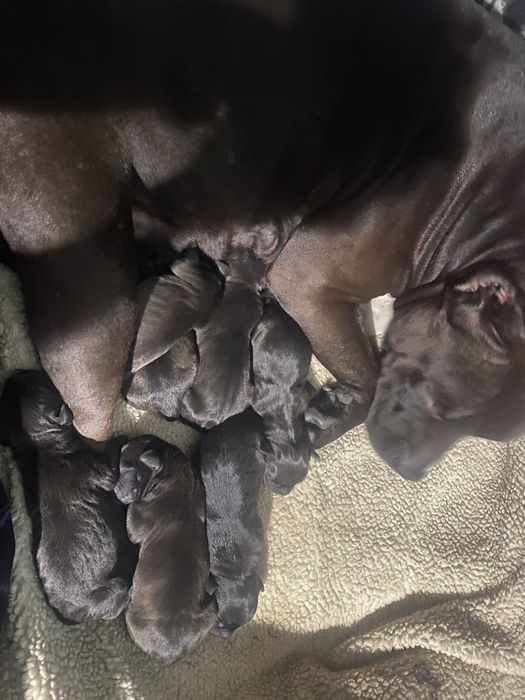 Американський Пітбультерьєр