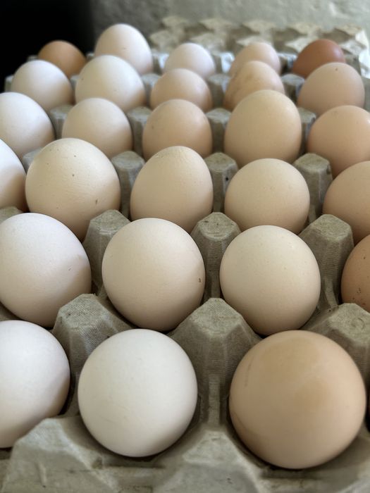 Sprzedam Jajka wiejskie i Jajka zielononóżki z wolnego wybiegu)