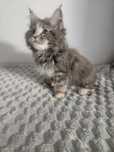 Maine Coon kociczka szyrklet niebieski