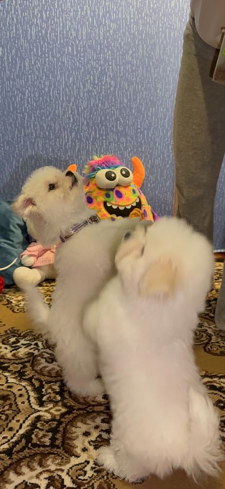 Бішон Фрізе Bichon Frise