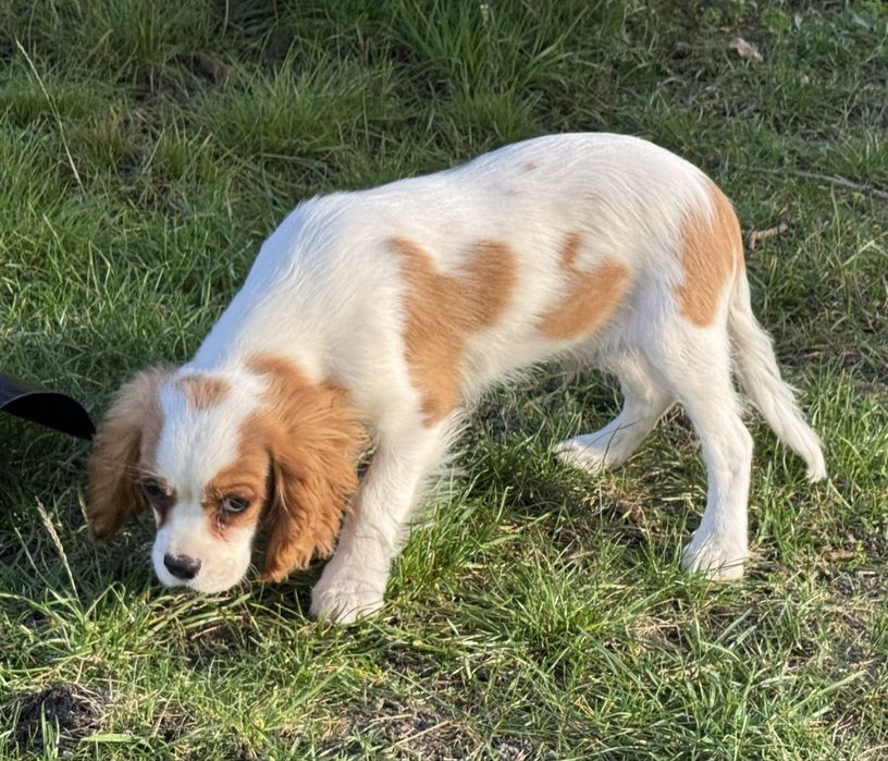 Cavalier king charles spaniel szczeniak z rodowodem blenheim